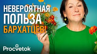 видео: ДАЖЕ НЕ ДУМАЙТЕ ВЫБРОСИТЬ БАРХАТЦЫ ОСЕНЬЮ! Оздоровят почву, избавят от сорняков и болезней, а еще... картинка: ДАЖЕ НЕ ДУМАЙТЕ ВЫБРОСИТЬ БАРХАТЦЫ ОСЕНЬЮ! Оздоровят почву, избавят от сорняков и болезней, а еще...