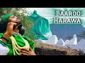 Baaroo Harawa