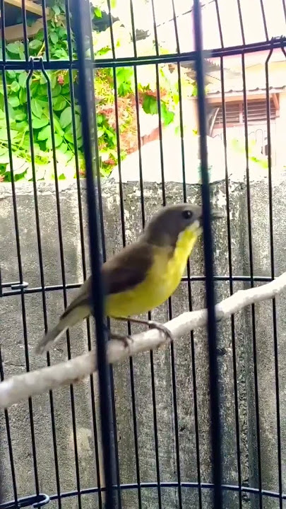 Burung Remetuk Laut Gacor Merdu Dan Birahi