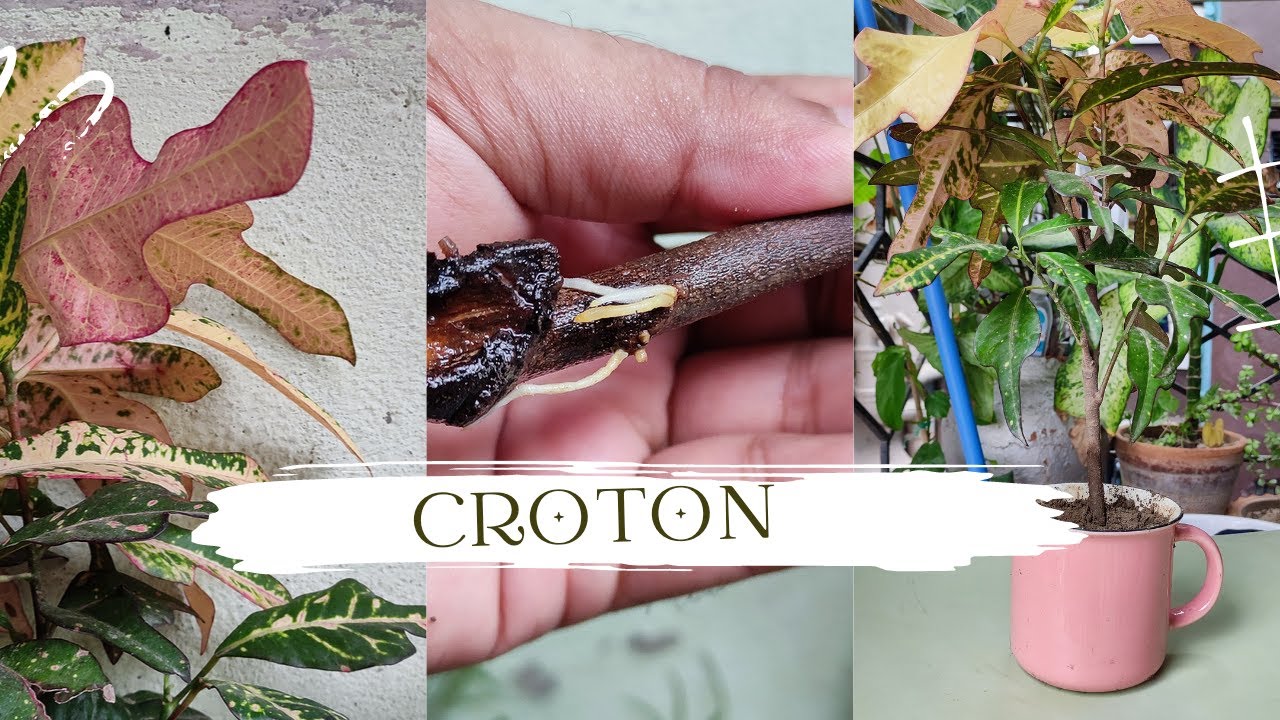 Croton plants growing from cutting How to grow croton from cutting