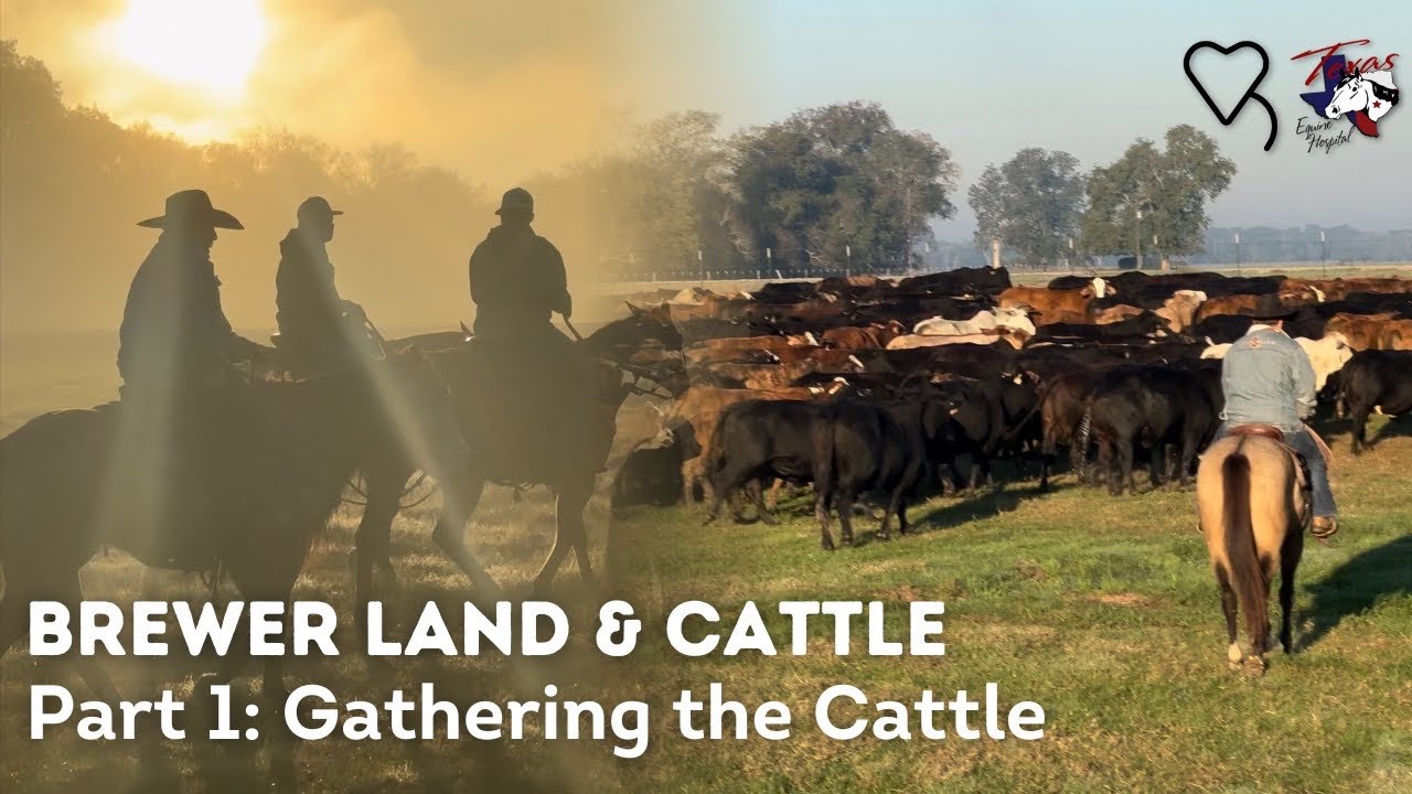 Brewer Land and Cattle Part 1 Gathering the cattle Regenerative