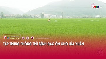 Tập trung phòng trừ bệnh đạo ôn cho lúa xuân