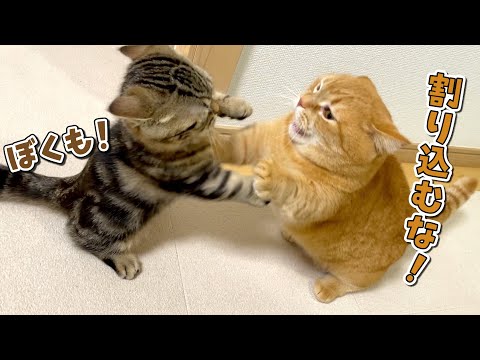 留守番が寂しくて帰ってきたママに甘える兄弟猫が可愛すぎる！