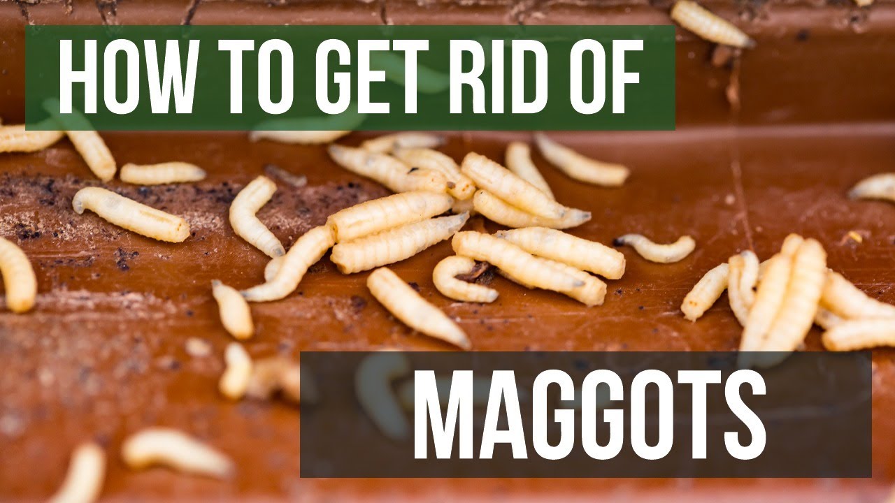 How Do You Get Rid Of Maggots In Your Body?