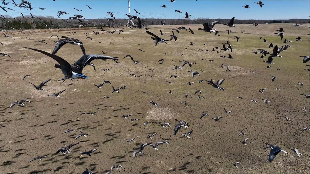 Burtnieku ezers un zosis