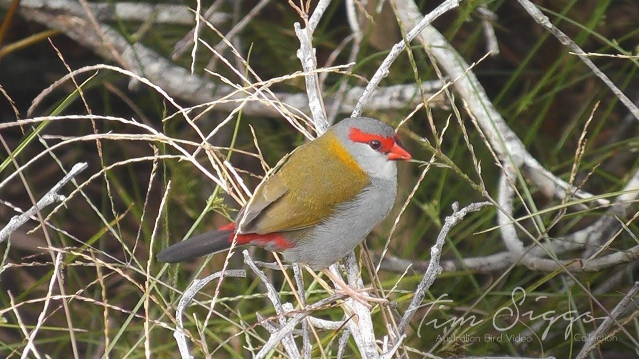 Red Browed Finch( Neochmia temporalis) 