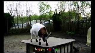 Смешные животные до слез смешные видео про животных Смешные животные до слез смешные видео про животных
