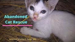 Animal Shelters Near Me Youtube