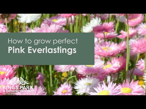 Vidéo: English Daisy Ground Cover - Conseils pour faire pousser une pelouse Bellis