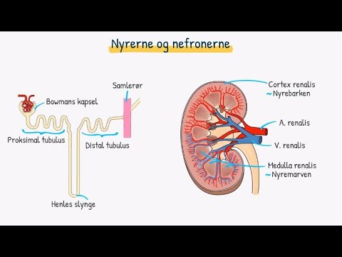 Video: Er nefron en del av nyren?