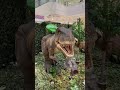 Scary Dinosaur in Japan 🇯🇵