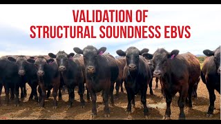 Exclusive Validation of Structural Soundness EBVs Profile