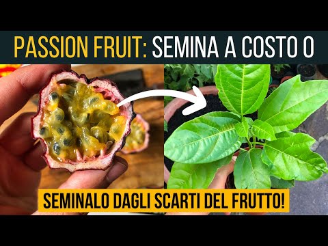 Come seminare una pianta di passion fruit 🍈 | Food Stories