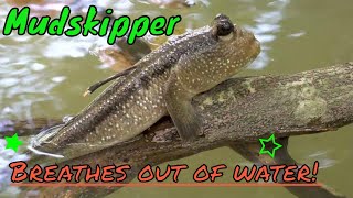 The Marvelous Mudskipper: Watch How This Fish Defies Nature By Walking On Land!