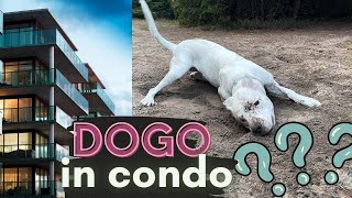 Is Dogo Argentino SUITABLE For APARTMENT Living + Our Trip To Cottage
