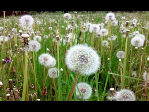 Video: Kiaulpienės laukas – naudingų medžiagų sandėliukas