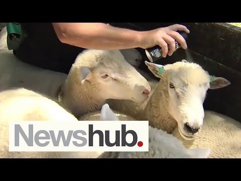 Can Lynx deodorant tame fighting rams? We put the trick to the test on Kiwi farms | Newshub