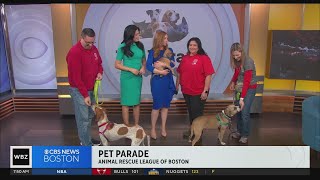 Pet Parade: Animal Rescue League of Boston