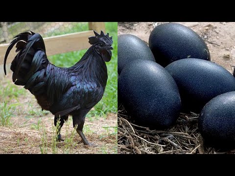 Vidéo: Les oiseaux décoratifs les plus populaires : caractéristiques et faits intéressants