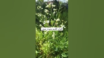 القرآن الكريم بصوت جميل #القران_الكريم #اكسبلور #رمضانمبارك #دويتو #مطر #المصحف #duet #تيك_توك
