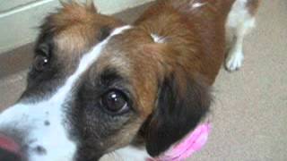 Meet Bella A Terrier Jack Russell Currently Available For Adoption At Petango 7152015 1133