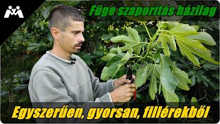 🌿Füge szaporítás házilag egyszerűen, gyorsan, fillérekből!🌿