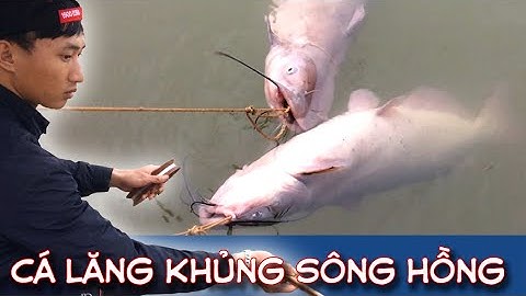 Nín thở xem câu CÁ LĂNG KHỦNG trên sông Hồng.