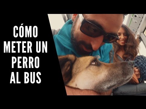 Video: Cómo Transportar Un Perro En