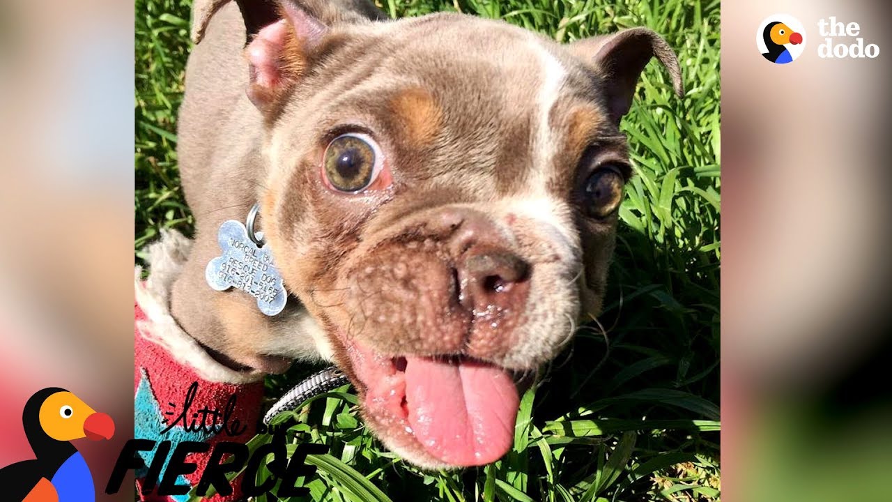 ⁣Puppy Abandoned In Creek Bed Becomes World's Goofiest Bulldog | The Dodo Little But Fierce