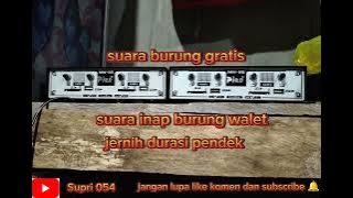 suara inap burung walet jernih durasi pendek