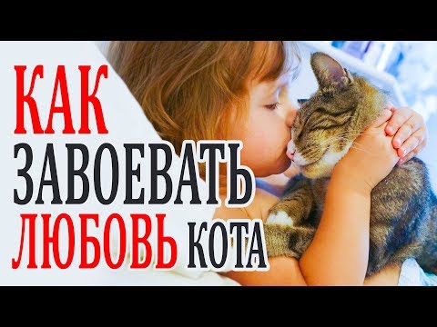 Твоя кошка не любит тебя? Как сделать так чтобы кот тебя любил