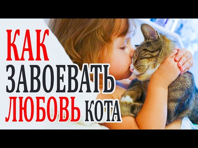 как заставить кошку полюбить меня?