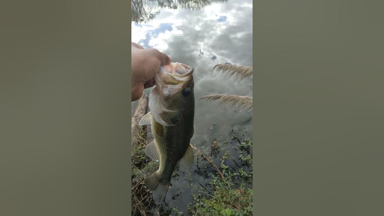 Winter BASS FishingSouth Louisiana 