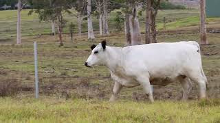 Lot 85 Scone Speckle Park Sale 2023 Hillview Kiralee