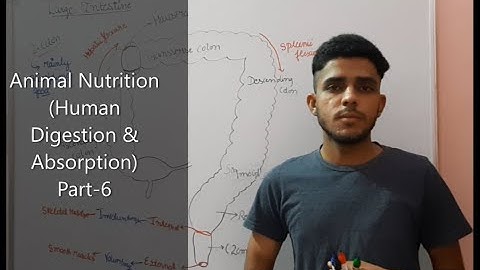 Small Intestine & glands+large intestine|Target #mducee2023 | lecture-60 #mducee2022 #mducee  #mdu