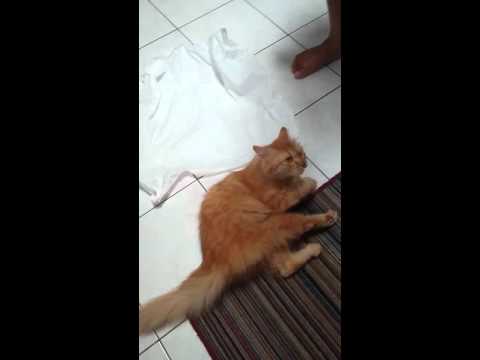 Kucing Anggora Main Bola