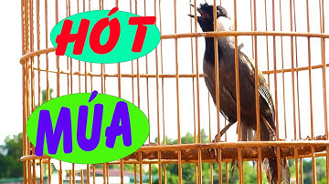 Khướu bạc má Hót Múa kích khướu nhà bạn tăng lửa tốc độ hót theo/Luyện khướu non Múa Hót cực nhanh