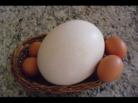 Vídeo: Qual Pássaro Põe Os Maiores Ovos