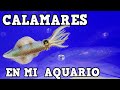 VIDEO #2 METIENDO LOS CALAMARES A MI PECERA VIVOS  SEAFOOD