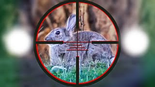 Rabbit Shooting