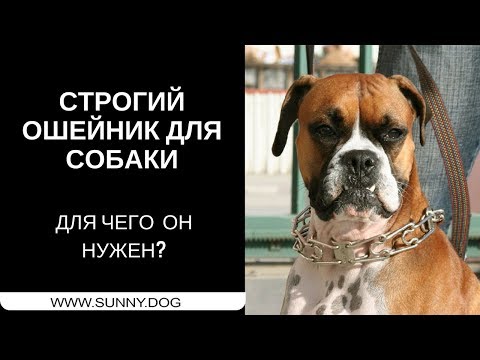 Строгий ошейник для собаки. Для чего он нужен? Строгий ошейник для собаки. Для чего он нужен?