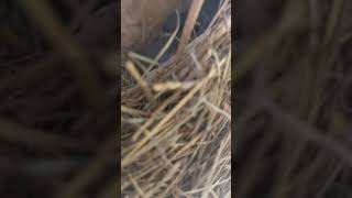 Tree Swallow nest with chicks