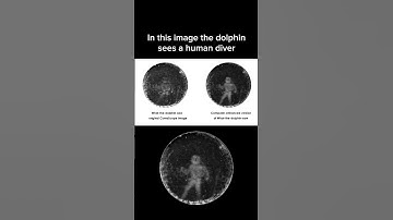 This image shows how dolphins see through echolocation. In this image the dolphin sees a human diver