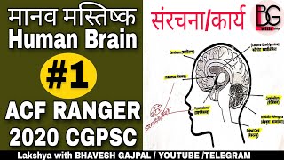 मानव मस्तिष्क Human Brain Biology जीवविज्ञान ACF RANGER 2020 CGPSC ,मस्तिष्क के कार्य acf ranger