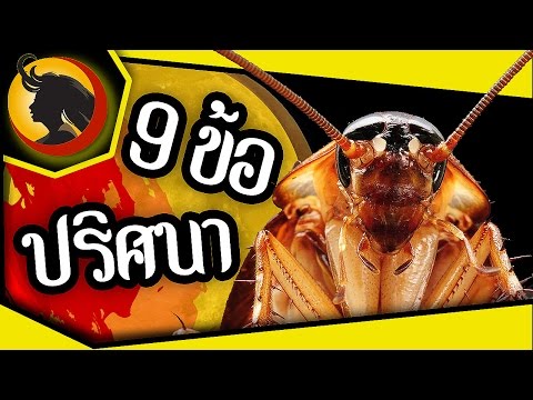 9 ข้อที่คุณอาจไม่เคยรู้เกี่ยวกับ แมลงสาบ แมลงสุดยี้ของทุกคน