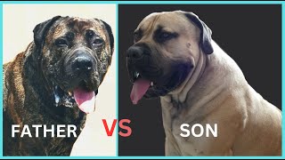 Boerboel father vs son - Genetics are not coincidence by Boerboel Yzer 624 views 1 month ago 1 minute, 14 seconds