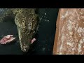 【臨場感】Crocodylidae 給餌鶏ガラ