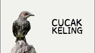 CUCAK KELING : Terapi Suara Burung Cucak Keling Macet Bunyi