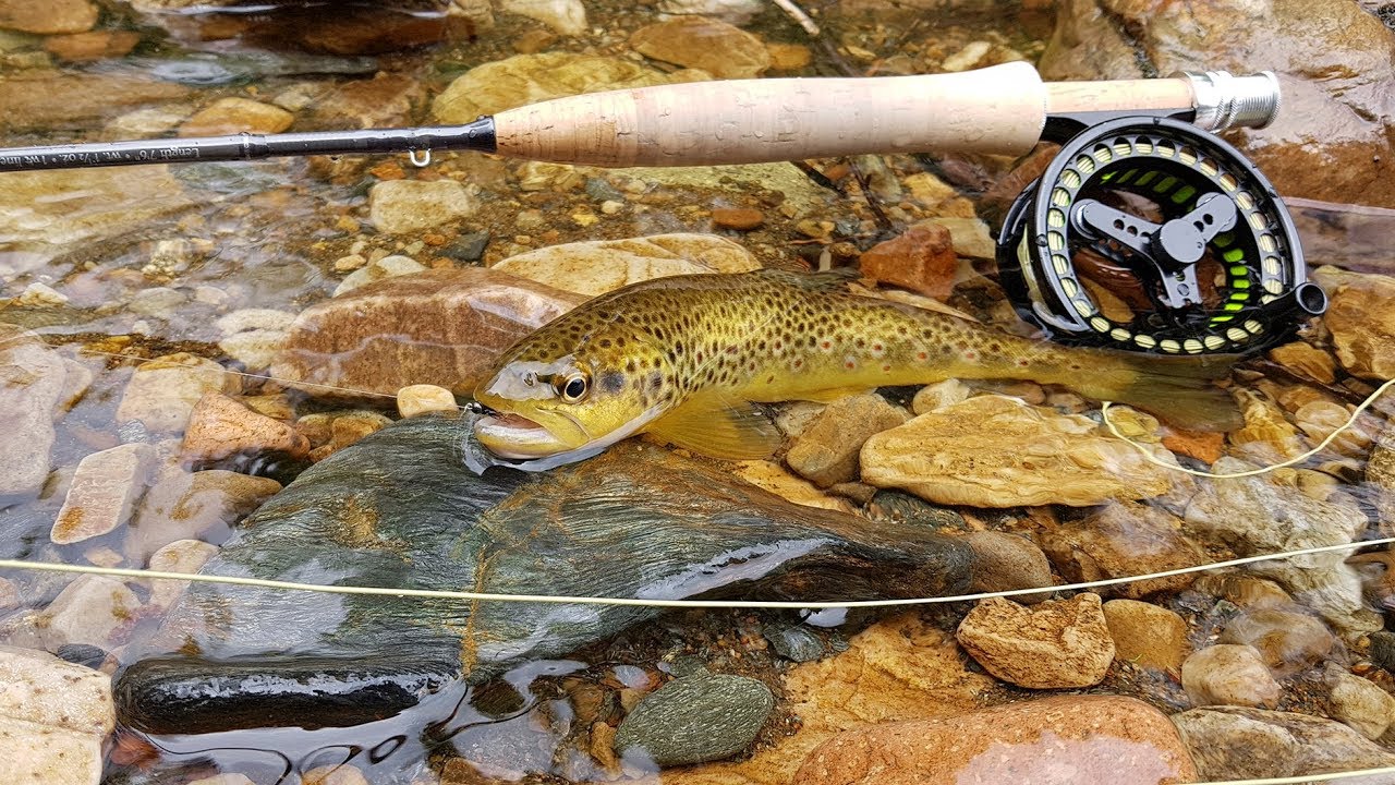 dry fly fishing in Scotland 