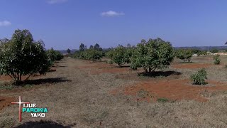 KILIMO CHA PARACHICHI CHAVUTIA PAROKIA YA NJOMBE.. | IJUE PAROKIA YA NJOMBE